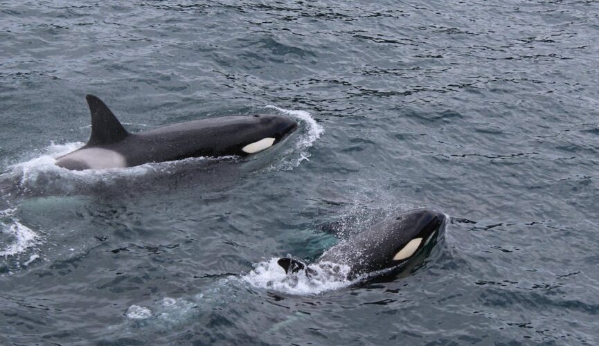 Discover-the-Majesty:-4-Reasons-to-Watch-Killer-Whales-in-Bremer-Bay